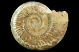 Polished Jurassic Ammonite (Perisphinctes) - Madagascar #123302-1